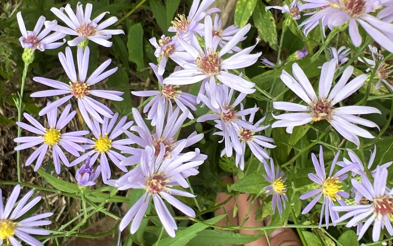 close-up of cluster of smooth blue aster