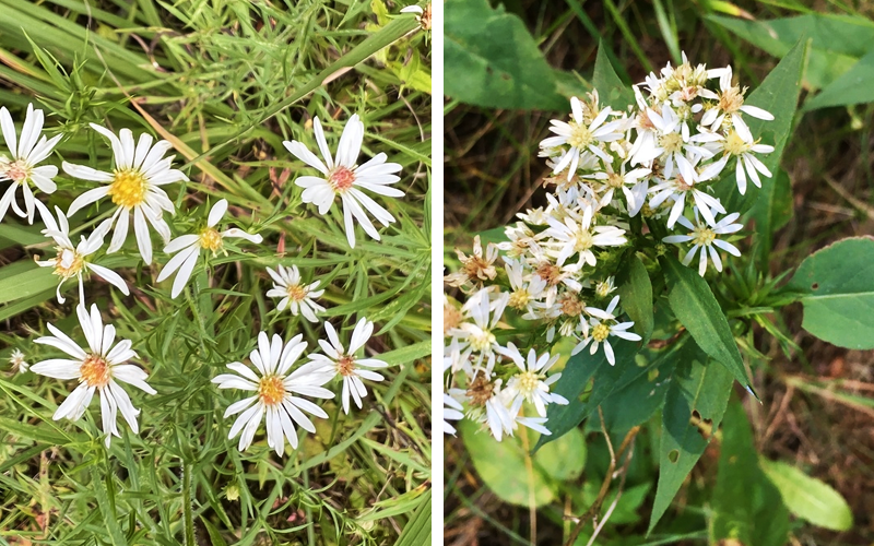 white old-field aster and arrow-leaved aster