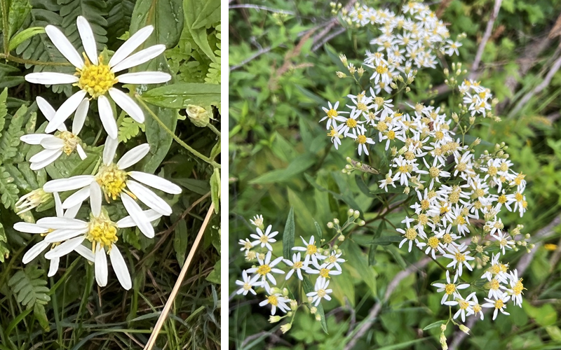 close-up and wider view of white-topped aster